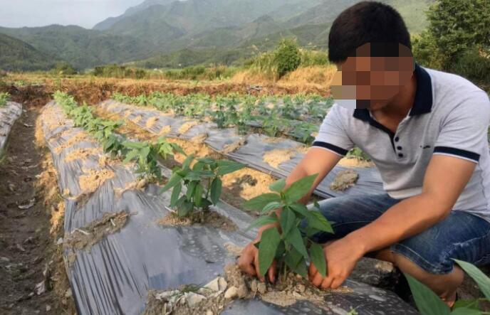 實訓實習
